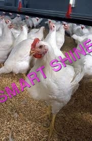 Live chicken