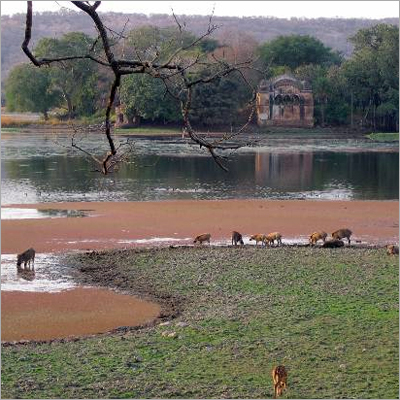 Ranthambore National Park