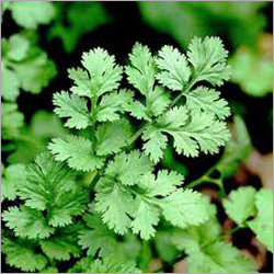 Coriander Leaves