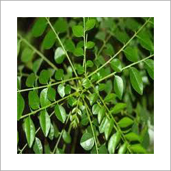Curry Leaves