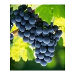 Black Grapes