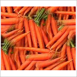 Carrot
