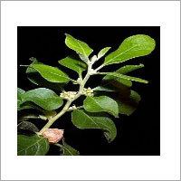 Dry Ashwagandha
