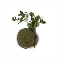 Dried Coriander Leaves