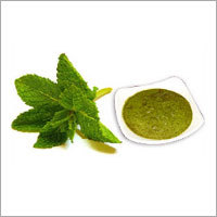 Dried Mint Leaves