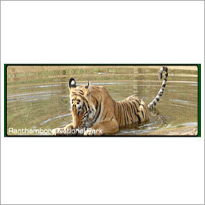 Gir Tiger Tour