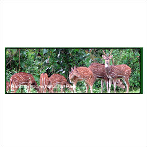 Gir Wildlife Safari Tour