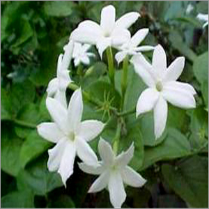 Jasmine Essential Oil