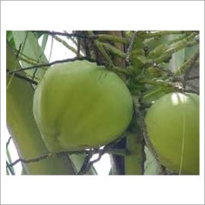 Tender Coconut