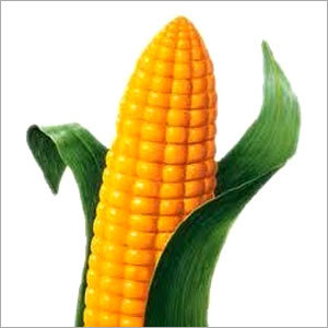 Fresh Corn
