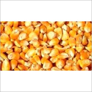 Dry Corn
