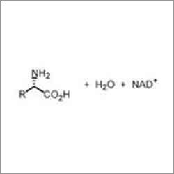 Chemical Enzymes