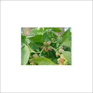 Ashwagandha Herbs