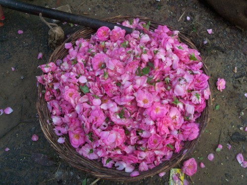 Rose Essential oils