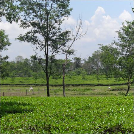 Tea Estates Property Consultancy