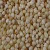 Millet