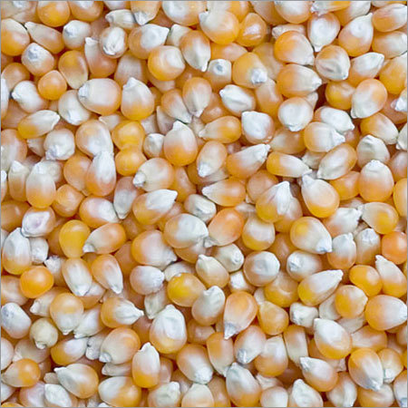 Mazie Yellow Corn