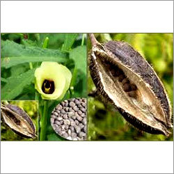 Ambrette Seed Oil