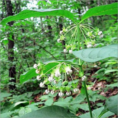 Angelica Root Oil