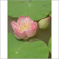 Lotus Absolute