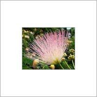 Mimosa Absolute