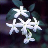 Jasmine Absolute