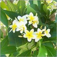 Frangipani Absolute