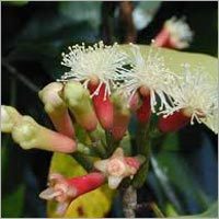 Clove Bud Oil