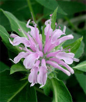 Bergamot Essential oils