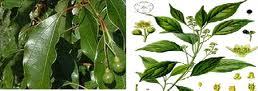 Camphor oils