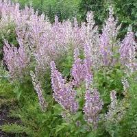 Clary Sage Oil