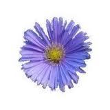 Chamomile Blue Oil