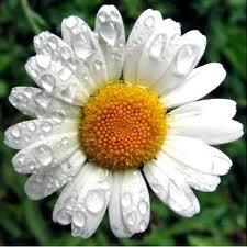 Chamomile Roman Oil