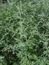 Davana Oil