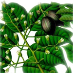 Elemi Oil