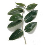 Eucalyptus Oil