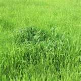 Ginger Grass Oil