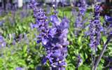 Lavender Oil