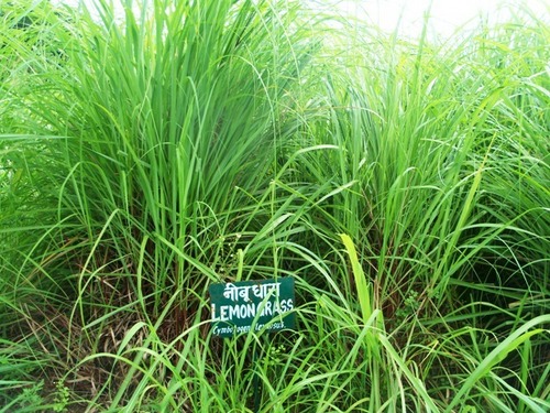 Lemon Grass Oil