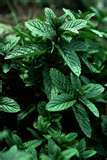Mentha Piperata Oil