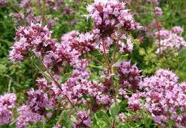 Marjoram Oil