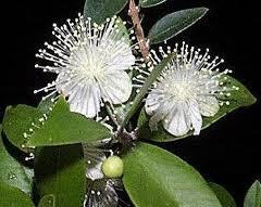 Myrtle Oil