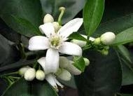 Neroli Oil