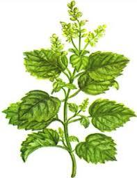 Patchouli Oil