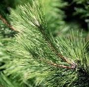 Pine Oil