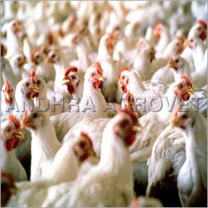 Poultry Feed Supplement