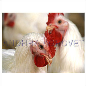 Ani-Pro Protein Supplement For Poultry Feed