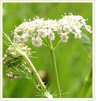 Caraway Oil