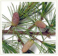 Cedar Wood Oil