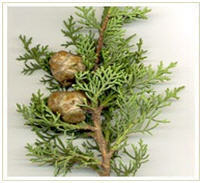 Cypress Oil